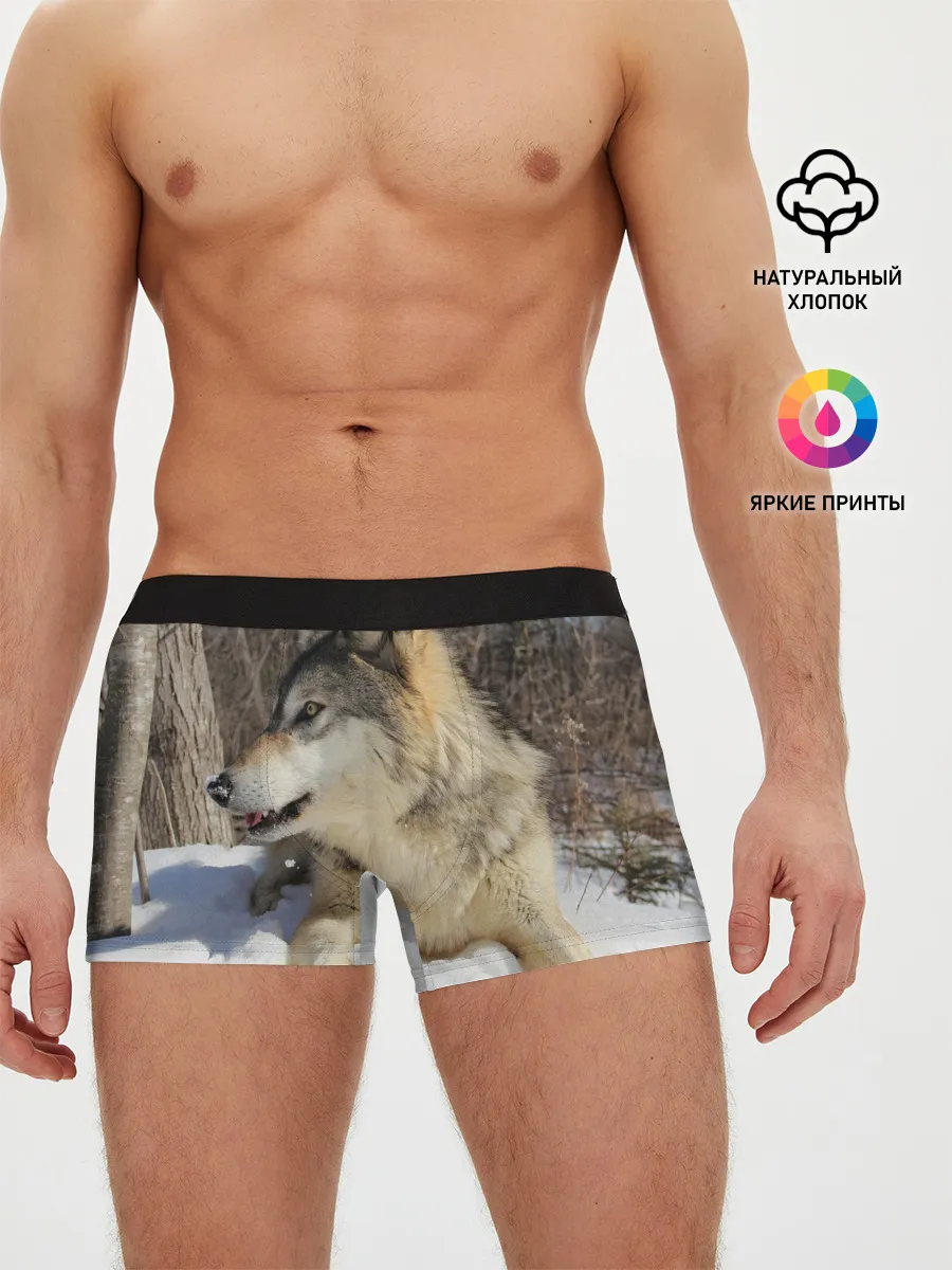 Мужские трусы боксеры / Волк лежит на снегу