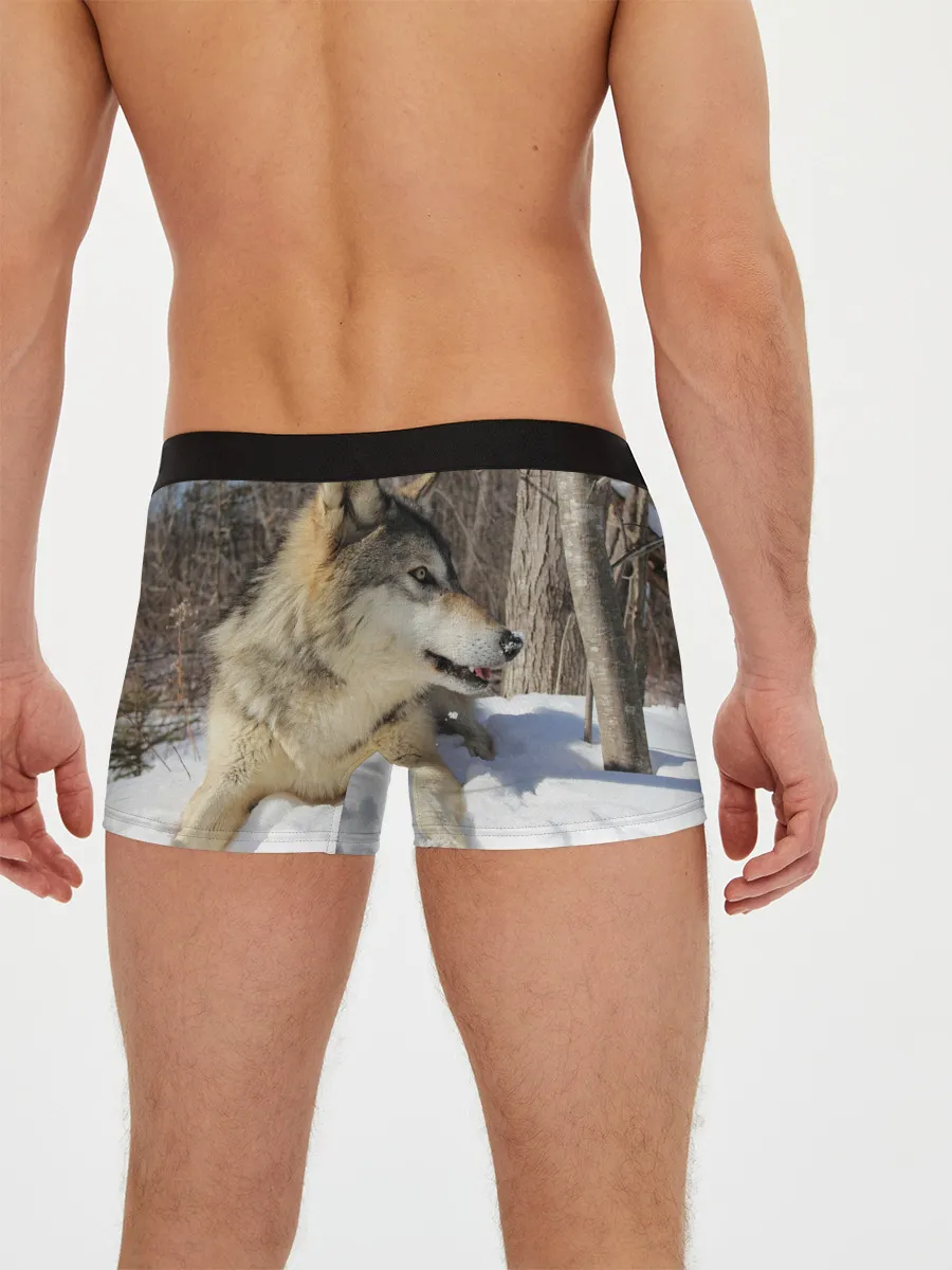 Мужские трусы боксеры / Волк лежит на снегу