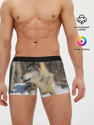 Мужские трусы боксеры / Волк лежит на снегу