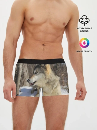 Мужские трусы боксеры / Волк лежит на снегу