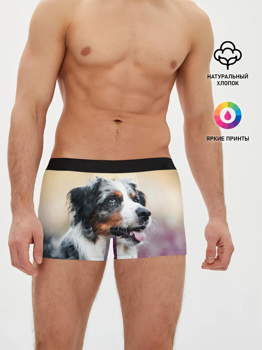 Мужские трусы боксеры / Австралийская Овчарка