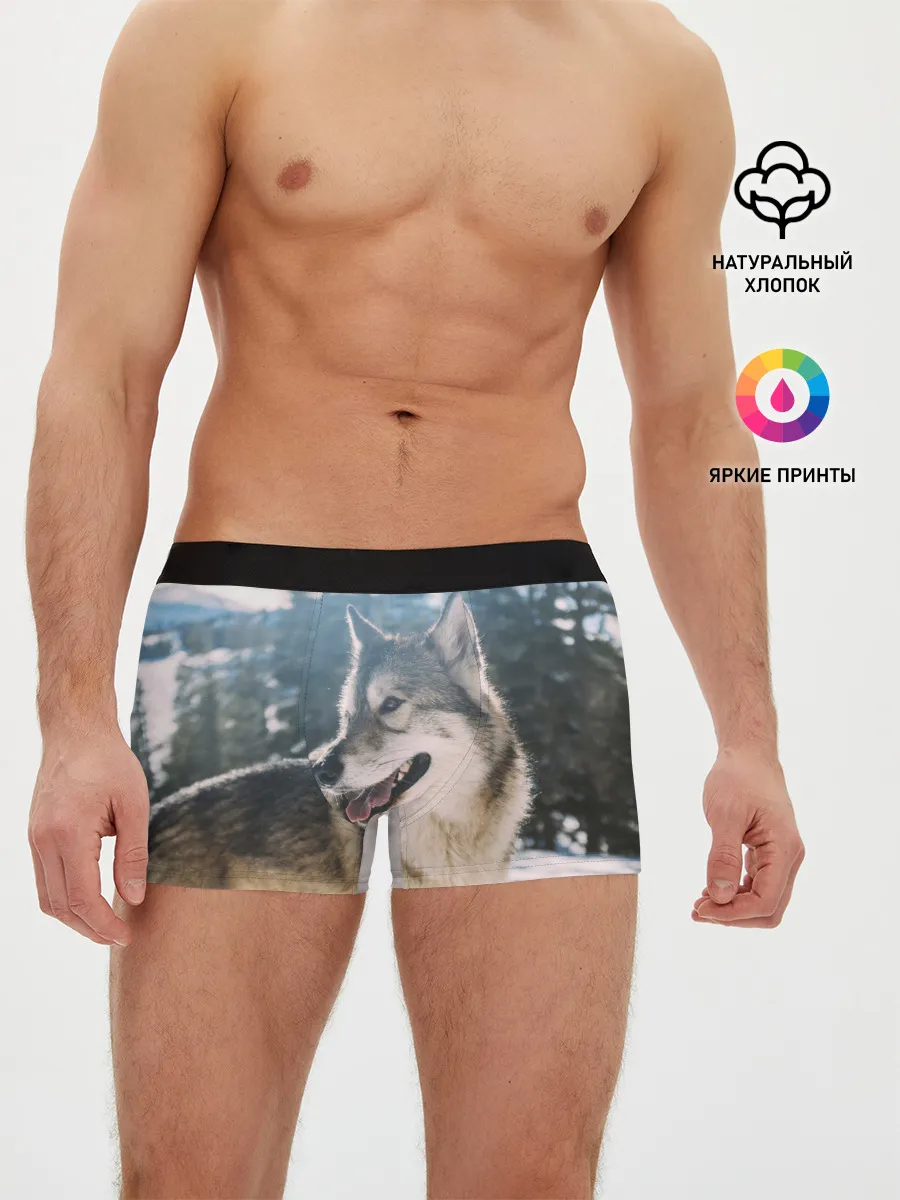 Мужские трусы боксеры / Волк и снег