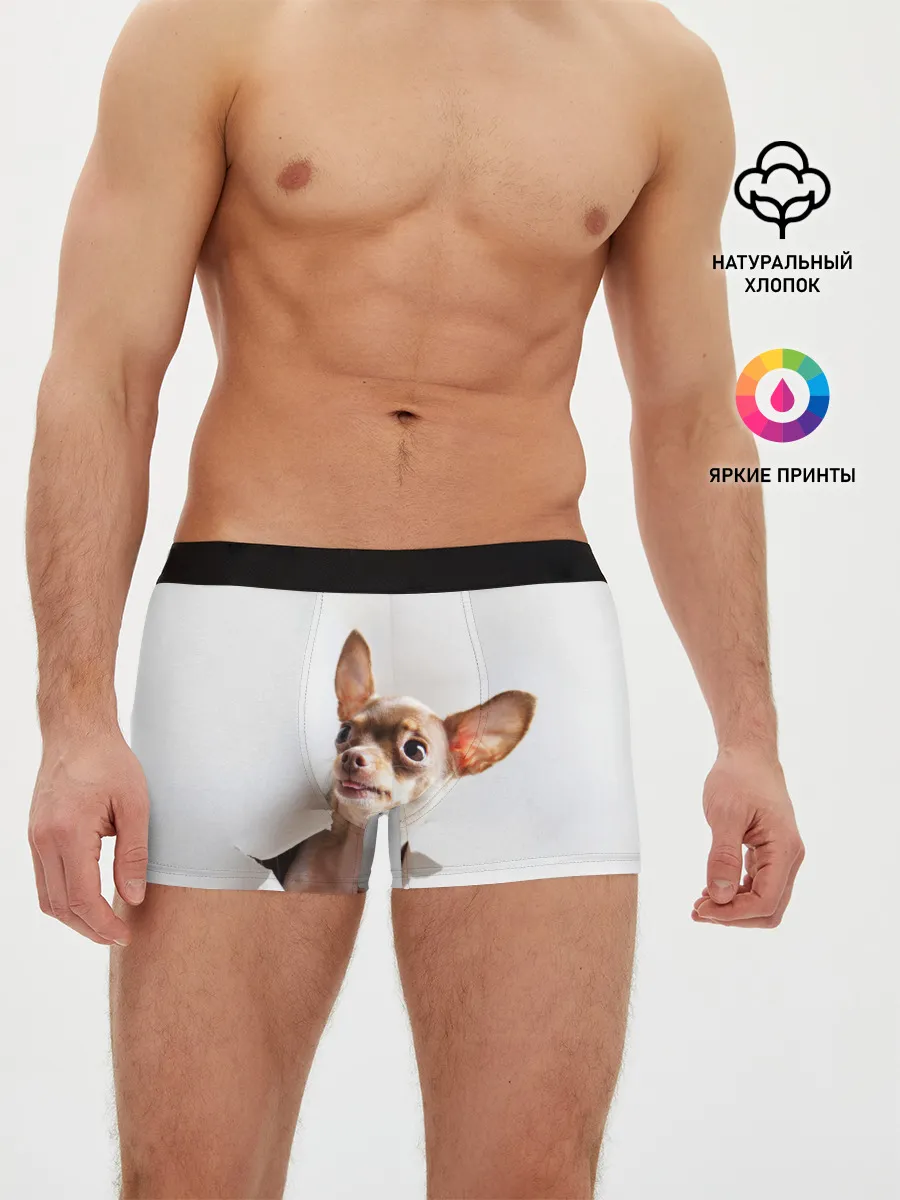 Мужские трусы боксеры / Чихуахуа из бумаги вылазит