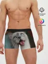 Мужские трусы боксеры / Сиамский котенок